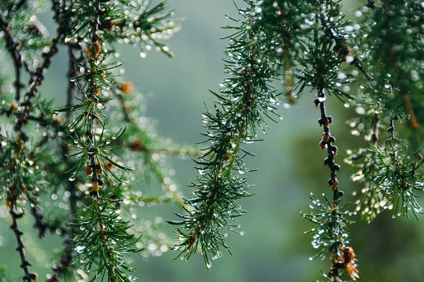 Gotas Agulhas Verdes Lariço Chuva Verão Floresta Coníferas — Fotografia de Stock