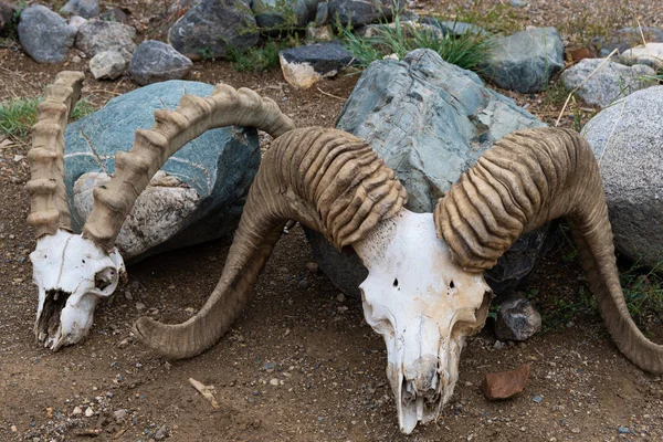 Sheep Skulls Horns Death Desert Drought — Stock Photo, Image
