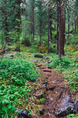 Ağaç kökleriyle orman yolu. Kozalaklı ormanda yürüyüş.