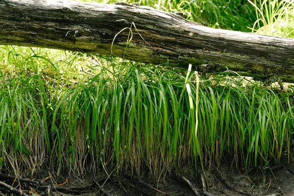 Grama Verde Folhas Verão Floresta Ensolarada — Fotografia de Stock