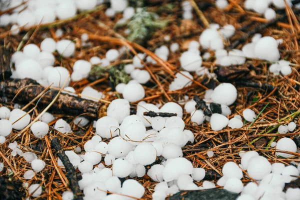 Hail Has Passed Forest White Hailstones Fall Needles — Stock Photo, Image