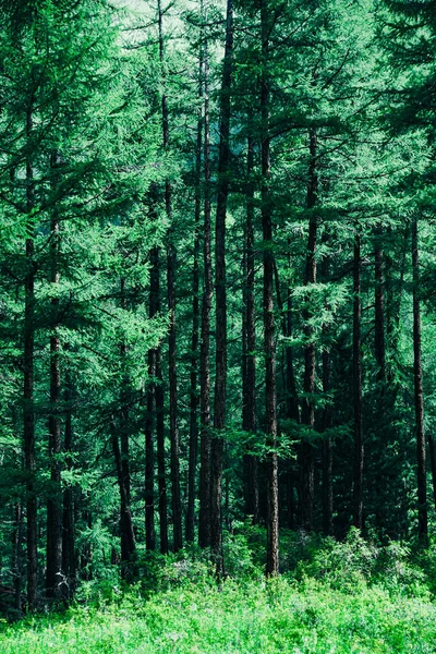 Pine Forest Summer Day Hiking Taiga — ストック写真
