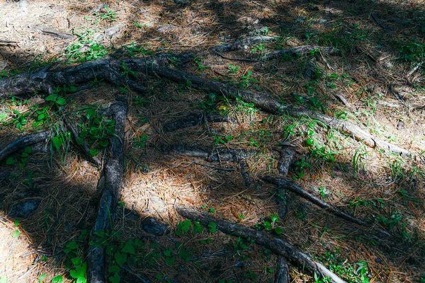 Raízes Secas Árvores Floresta Conífera — Fotografia de Stock