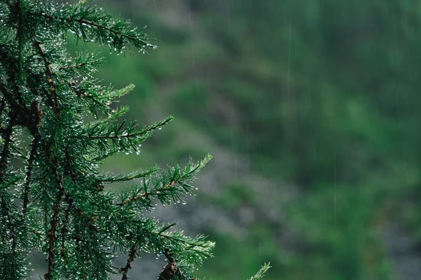 Krople Zielone Igły Modrzewia Letni Deszcz Lesie Iglastym — Zdjęcie stockowe