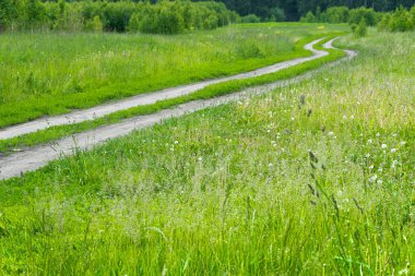 Yeşil tarlada toprak yol. Taşrada ulaşım.