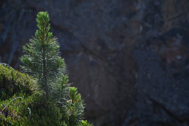 Dağlarda yapayalnız kozalaklı ağaç, dayanıklılık. Cesaret, doğanın amacına ulaşma gücü