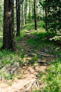 Kozalaklı ormanda turist yolu. Yürüyüş, yaz gezisi.