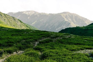 Kibar tepeler, gökyüzünün altındaki yeşil çayırlar. Sığırlar için tarım otlağı