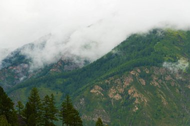 Siste yeşil yamaç. Kozalaklı ormanda alçak bulutlar