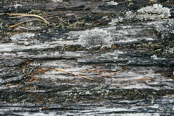 Antiguo Tronco Árbol Seco Sin Corteza Madera Vintage Como Fondo —  Fotos de Stock