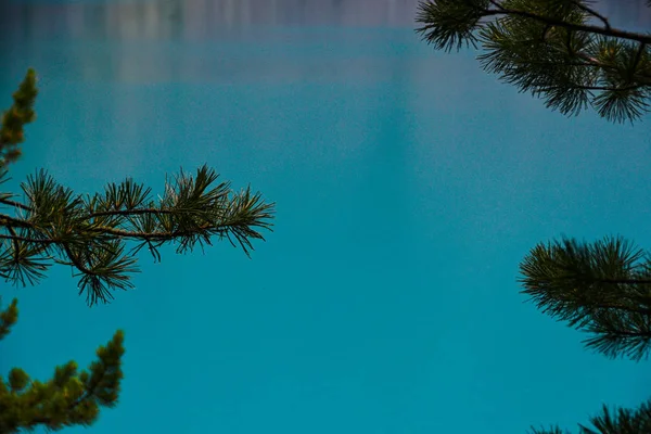 Ramas Pino Lago Azul Bosque Coníferas Orilla Del Mar Turquesa — Foto de Stock
