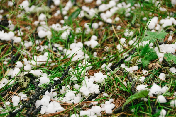 Hagel Gepasseerd Het Bos Witte Hagelstenen Vallen Naalden — Stockfoto