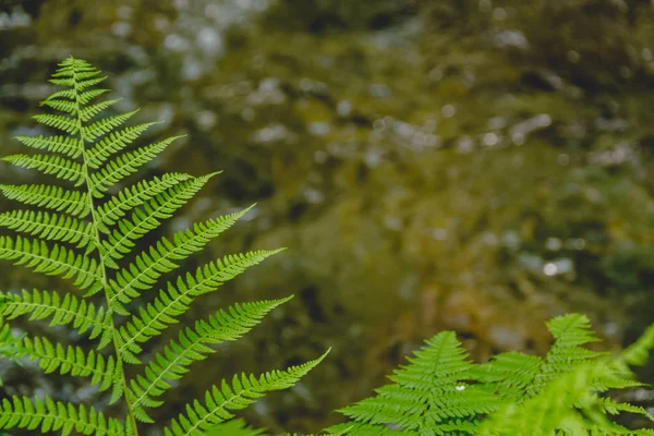 Groene Varen Bladeren Een Zonnige Zomerdag — Stockfoto