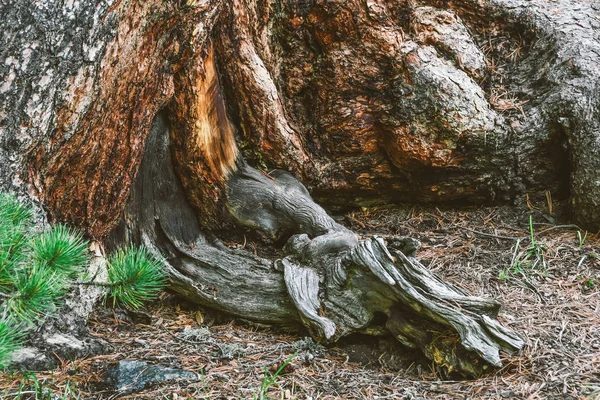 土路上的树根 夏天在针叶林里远足 旅游和旅行 — 图库照片