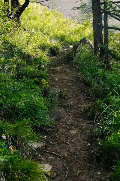 Tourist Trail Coniferous Forest Hiking Summer Travel Foot — ストック写真