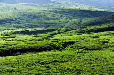 Güneşli bir günde yeşil çimenli çayır. Yürüyüş için yumuşak tepeler