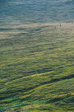 Yumuşak yeşil tepeler. Güneşli vadide taze yeşil çimenleri olan hayvanlar için otlak