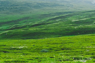 Güneşli bir günde yeşil çimenli çayır. Yürüyüş için yumuşak tepeler