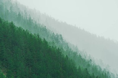 Tepenin yamacında yumuşak bir sis var. Yağmurdan sonra kozalaklı ormandaki sis bulutu