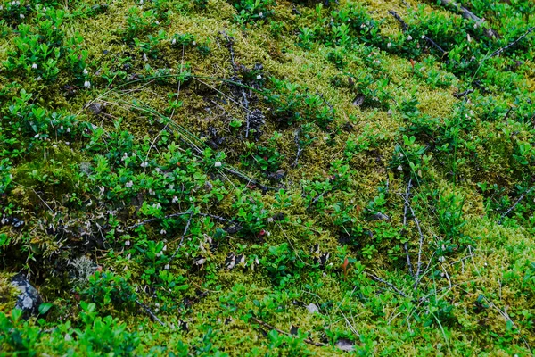 Hierba Verde Hojas Verano Bosque Soleado — Foto de Stock