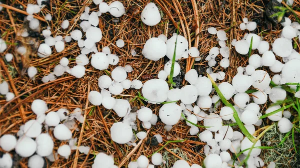 Saraiva Passou Floresta Granizo Branco Cair Agulhas — Fotografia de Stock