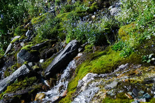 Bergbach Einem Sommertag Dünner Fluss Zwischen Moos Gras Und Steinen — Stockfoto