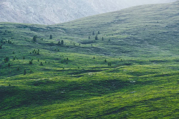 Ніжні Зелені Пагорби Пасовище Тварин Свіжою Зеленою Травою Сонячній Долині — стокове фото