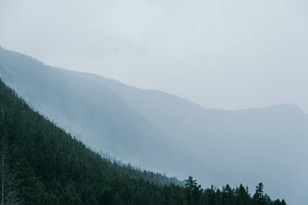 Мягкий туман на холме. Туман на горе в хвойных лесах после дождя
