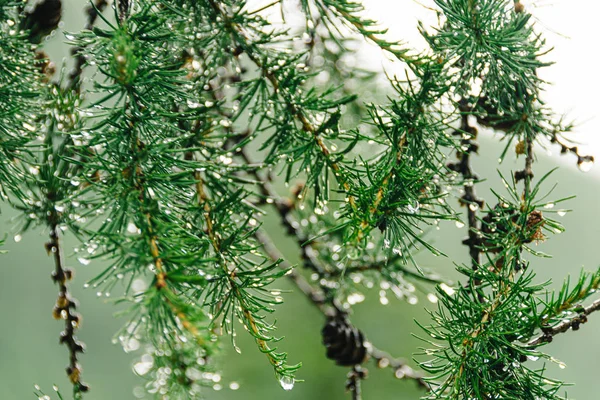 Tropfen Auf Grüne Nadeln Aus Lärche Sommerregen Nadelwald — Stockfoto