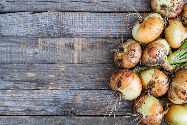 Bollen Uit Tuin Houten Tafel Verse Groenten Oogsten Voor Vegetariërs — Stockfoto