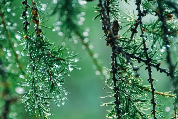 Gotas Agulhas Verdes Lariço Chuva Verão Floresta Coníferas — Fotografia de Stock