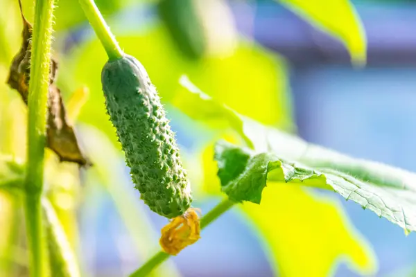 Cucumbers Growing Greenhouse Gardening Growing Vegetables Vegetarians — Stock Photo, Image