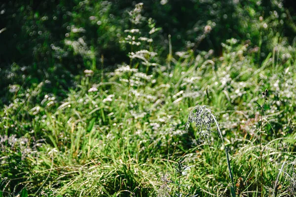 Hierba Verde Hojas Verano Bosque Soleado — Foto de Stock