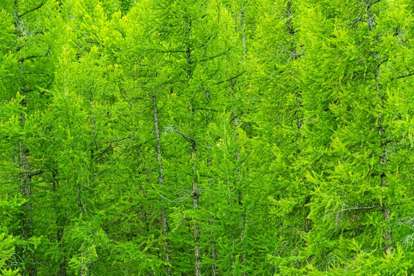Схилі Пагорба Росте Зелений Ліс Соснова Тайга Фон Дерев — стокове фото