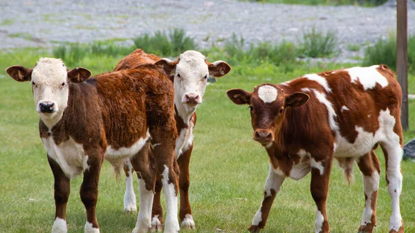 Jonge Rode Stier Groene Weide Zomerdag Veehouderij Voor Vlees Dierenbescherming — Stockfoto