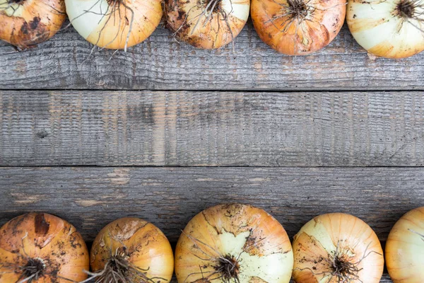 木製のテーブルの上の庭から球根 ベジタリアンのための新鮮な野菜の収穫 — ストック写真