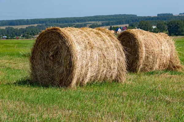 Rolos Feno Secos Campo Rural Dia Verão Colheita Preparação Forragens — Fotografia de Stock