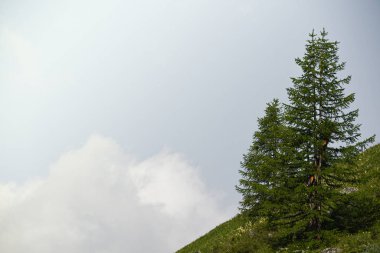 Dağlarda yapayalnız kozalaklı ağaç, dayanıklılık. Cesaret, doğanın amacına ulaşma gücü