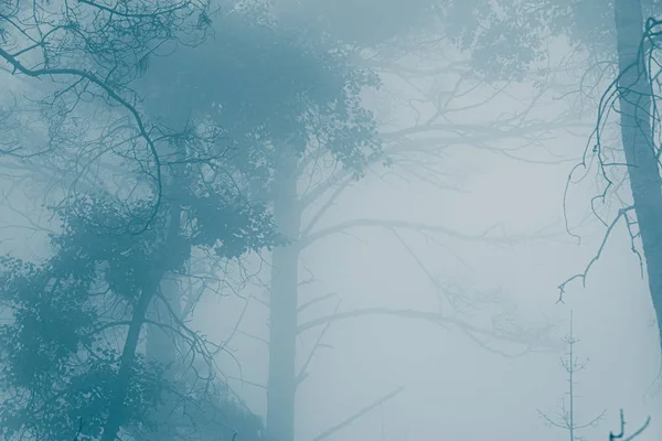 Forêt Mystique Dans Brouillard Silhouettes Branches Arbres Dans Brouillard Bleu — Photo