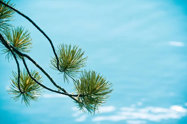 Ramos Pinheiro Lago Azul Floresta Coníferas Costa Mar Azul Turquesa — Fotografia de Stock