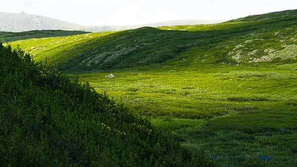 Απαλά Πράσινα Βουνά Ορεινή Κοιλάδα Για Βοσκότοπους Μαλακές Πλαγιές Καλυμμένες — Φωτογραφία Αρχείου