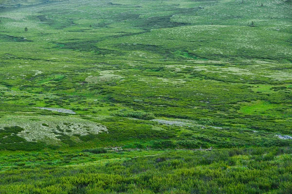 Güneşli Bir Günde Yeşil Çimenli Çayır Yürüyüş Için Yumuşak Tepeler — Stok fotoğraf