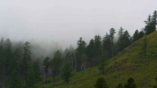 Zelený Svah Mlze Nízké Mraky Jehličnatém Lese — Stock fotografie