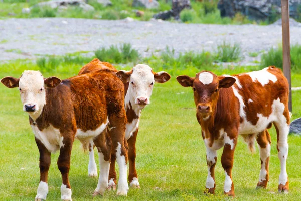 Young Red Bull Green Meadow Summer Day Animal Husbandry Meat — Stock Photo, Image