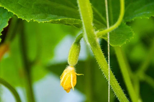 Pepinos Que Crecen Invernadero Jardinería Cultivando Verduras Para Vegetarianos — Foto de Stock