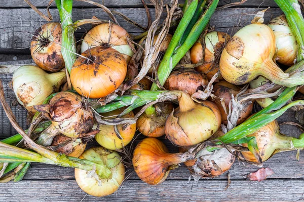 Bulbos Del Jardín Mesa Madera Cosecha Verduras Frescas Para Vegetarianos —  Fotos de Stock