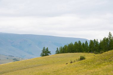 Dağ vadisindeki çam koruluğu. Bulutların altında kayalıklar, bozkırlarda yürüyüş.