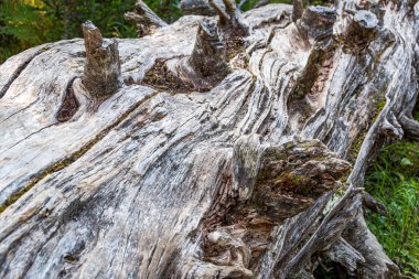 Ormandaki eski ağaç gövdesi, kasırgadan sonra yıkıldı.