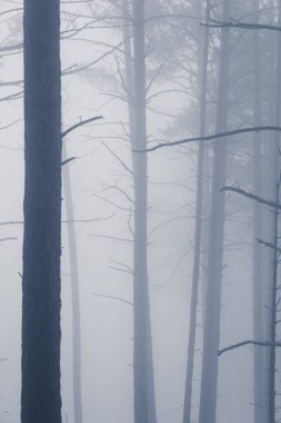 Sis içindeki mistik orman, mavi sisli ağaç dallarının siluetleri.