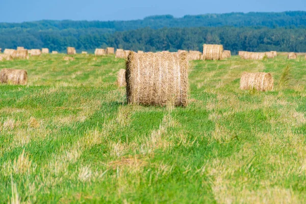 Rouleaux Foin Sec Dans Champ Rural Jour Été Récolte Préparation — Photo